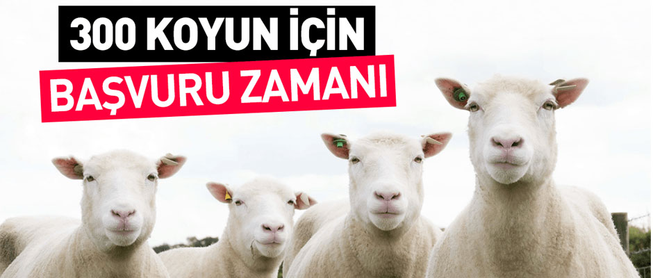 300 KOYUN N BAVURULAR BALADI