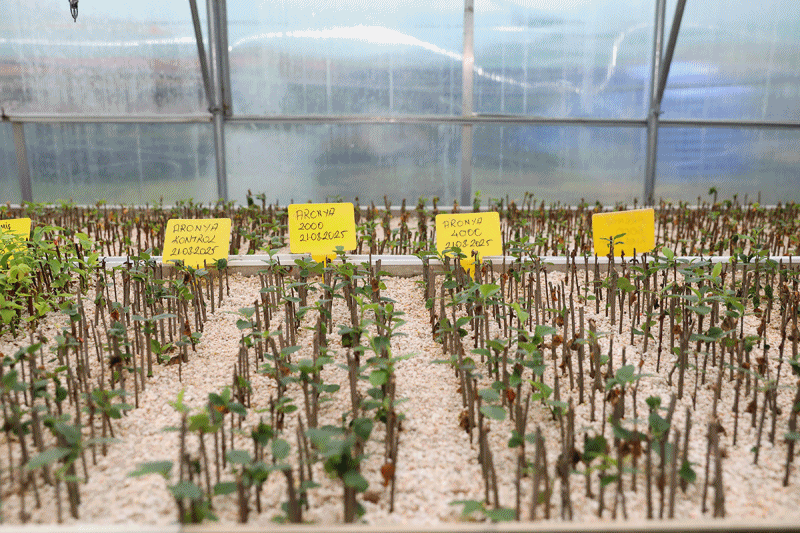 AKÇAABAT BELEDİYESİ’NDEN 100 BİN ÇİÇEKLİ PEYZAJ HAMLESİ