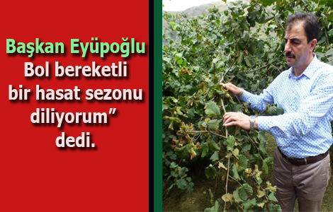 Akçaabat İçin Yeşil Altın Fındıkta Hasat Heyecanı