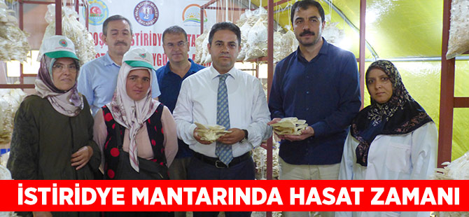 Akçaabat'ta İstiridye Mantar Hasadı Yapıldı