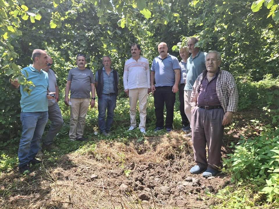 AKÇAABAT’TA KOKARCA İLE MÜCADELE KAPSAMINDA SAMURAY ARILARI FINDIK BAHÇELERİNDE GÖREV YAPMAK ÜZERE ARAZİYE BIRAKILIYOR