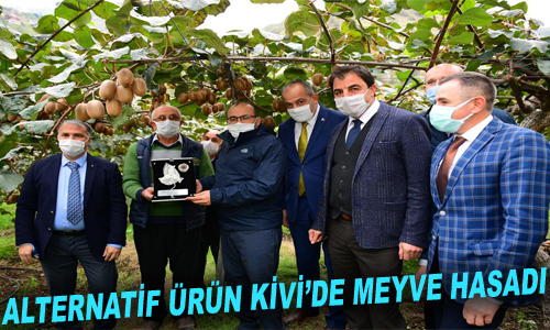 ALTERNATİF ÜRÜN KİVİ’DE MEYVE HASADI