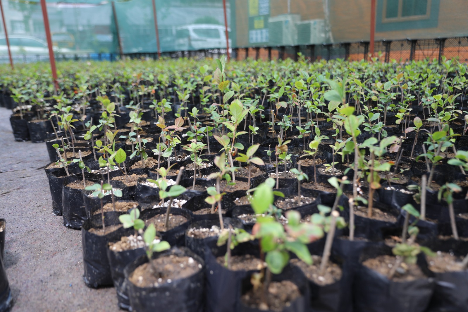 ARONYA FİDELERİ AKÇAABATLI ÇİFTÇİLERLE BULUŞACAK