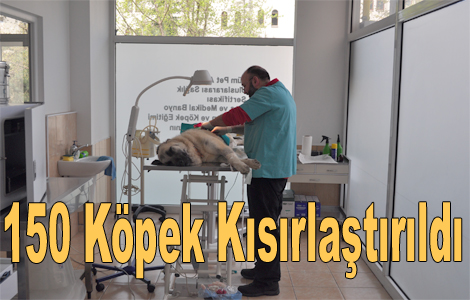 Barnaklarnda bulunan 150 kpek kstrld.