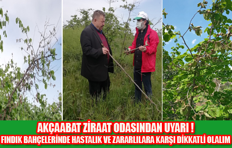 FINDIK BAHELERNDE HASTALIK VE ZARARLILARA KARI DKKATL OLALIM