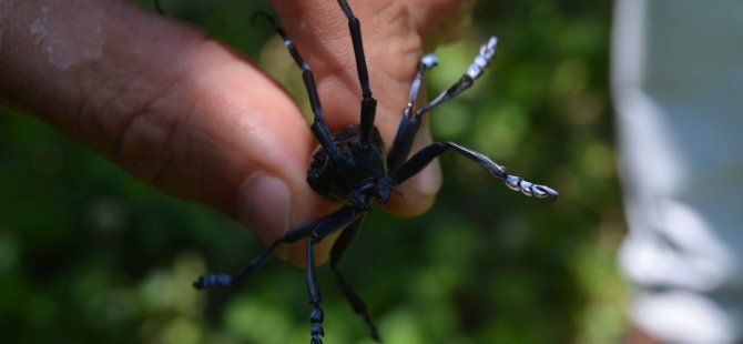 Fındıkçı Drakula’ya Yenildi