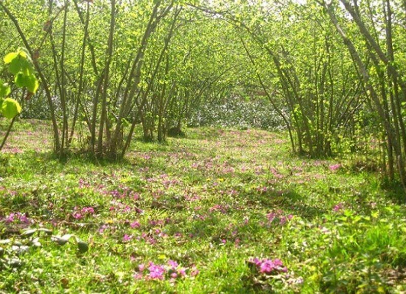 Fındıkta gelir desteğine devam