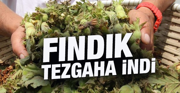 Giresun'da fndklar tezgaha indi 