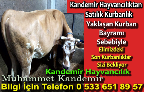 KANDEMR HAYVANCILIK