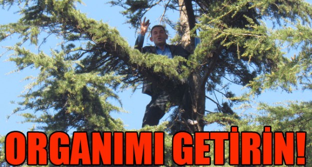 Organm Getirin!
