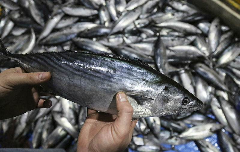 PALAMUTÇULAR BU SEZON UMDUĞUNU BULAMADI