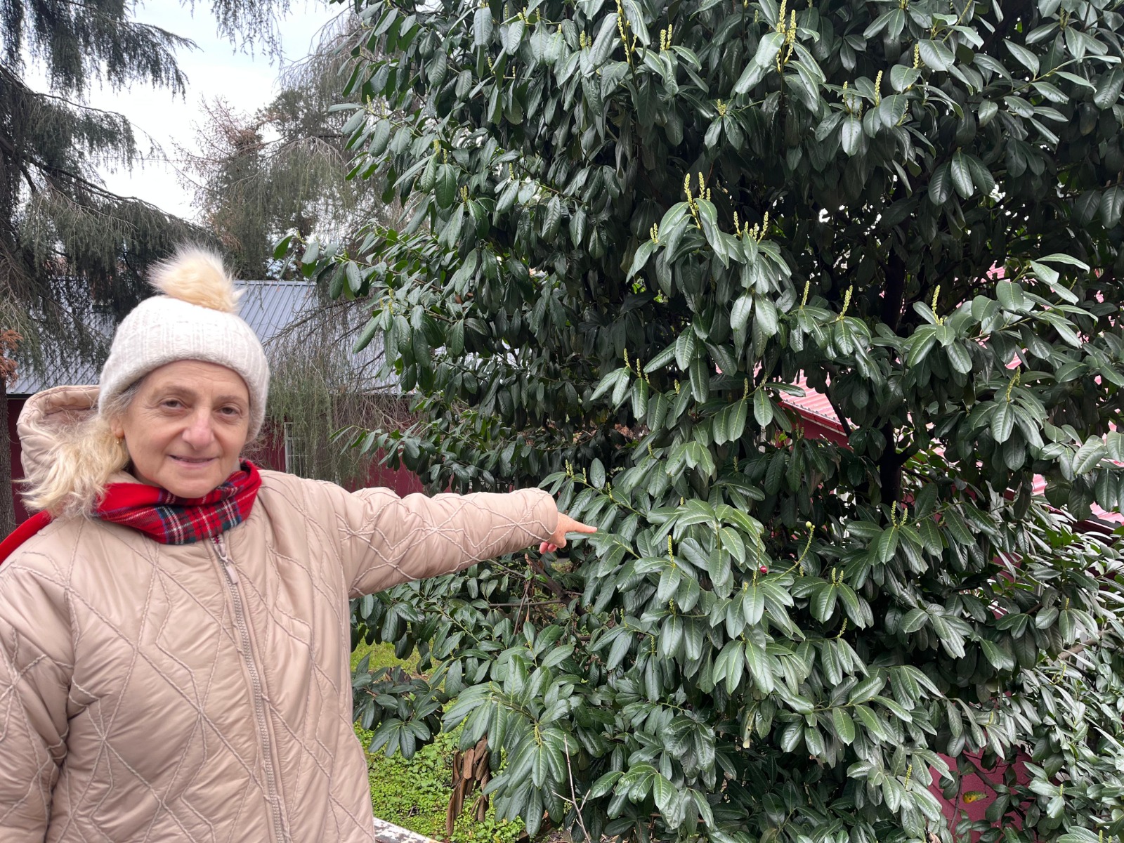 �ap Hastal���na Karayemi�li ��z�m