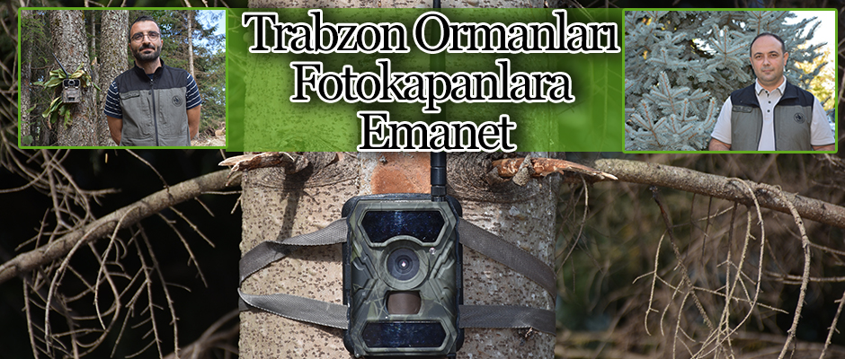 Trabzon Ormanlar Fotokapanlara Emanet 