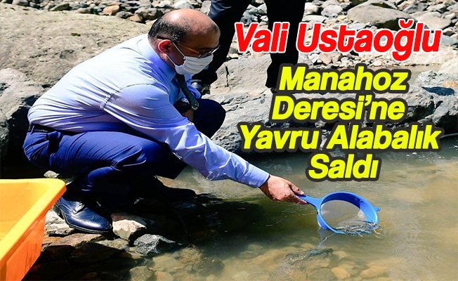 Vali Ustaolu, Kprbandaki Manahoz Deresine Yavru Alabalk Sald
