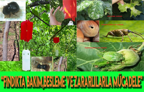 VAZGELMEZ RNMZ FINDIKTA BAKIM , BESLEME  VE ZARARLILARLA MCADELE