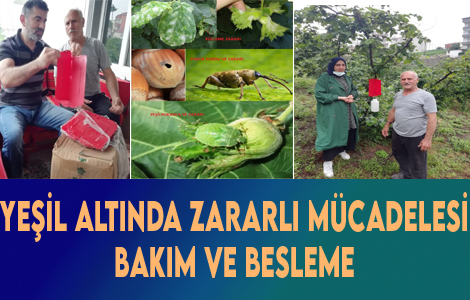 YEŞİL ALTINDA ZARARLI MÜCADELESİ, BAKIM VE BESLEME